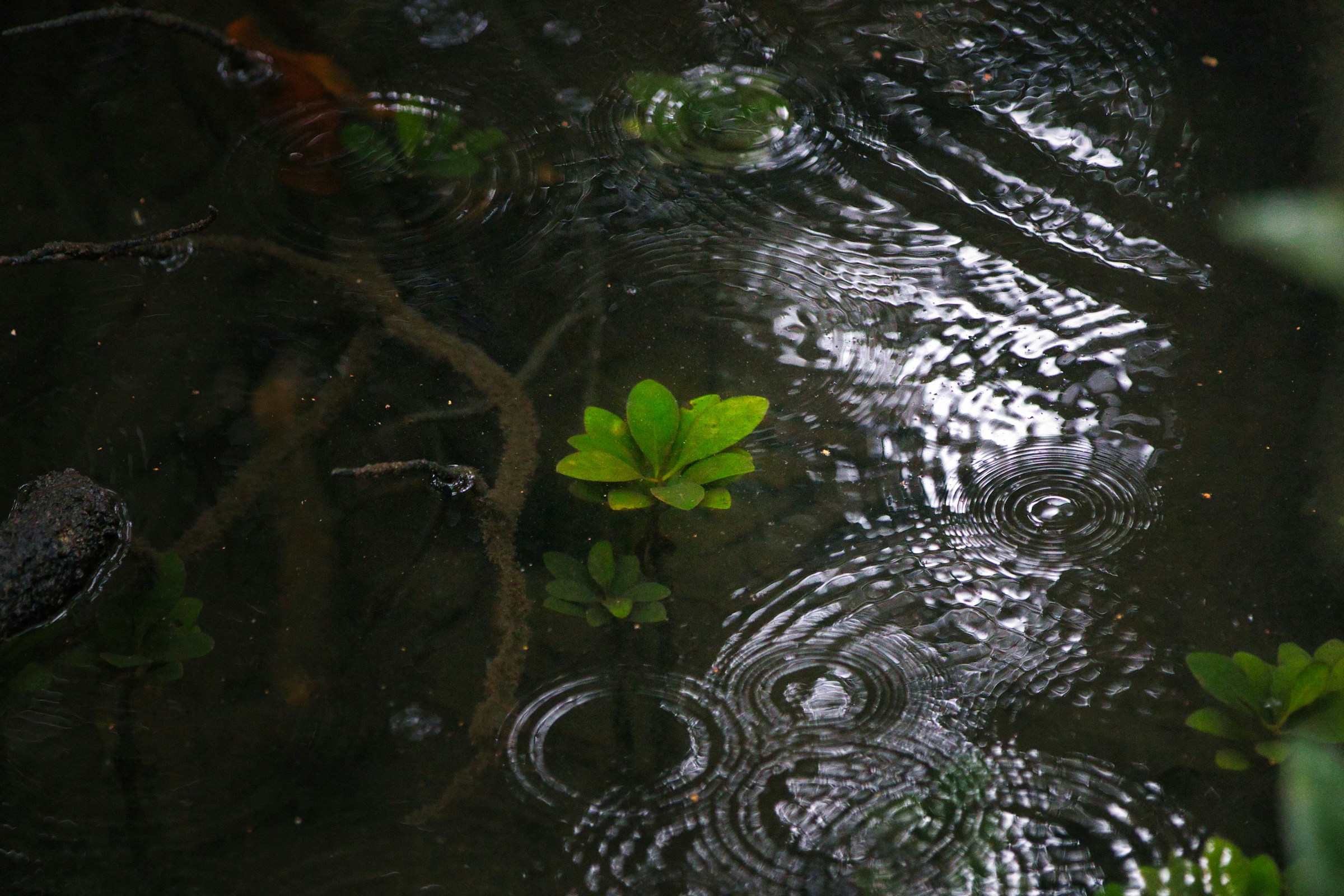 Soft reflections and ripples on deep green water